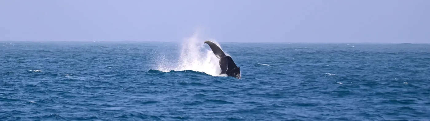Observation des Baleines à Boa Vista