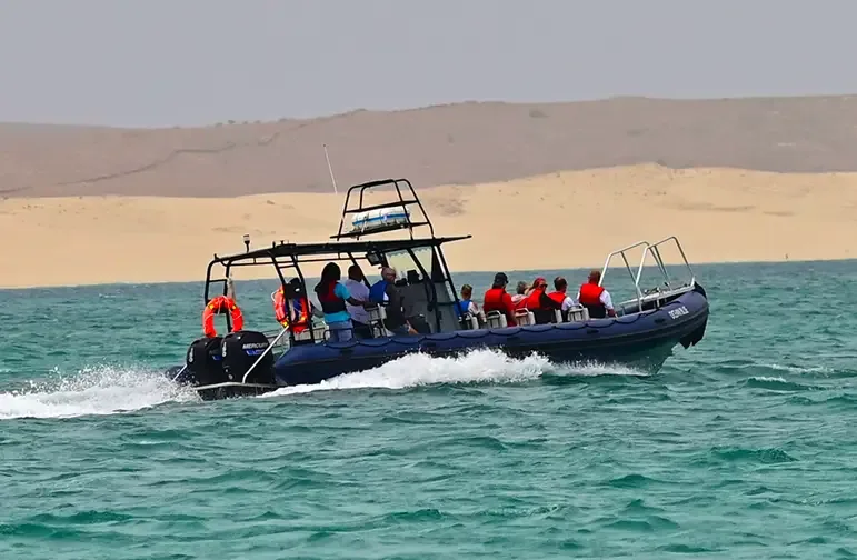 Observation des Baleines à Boa Vista