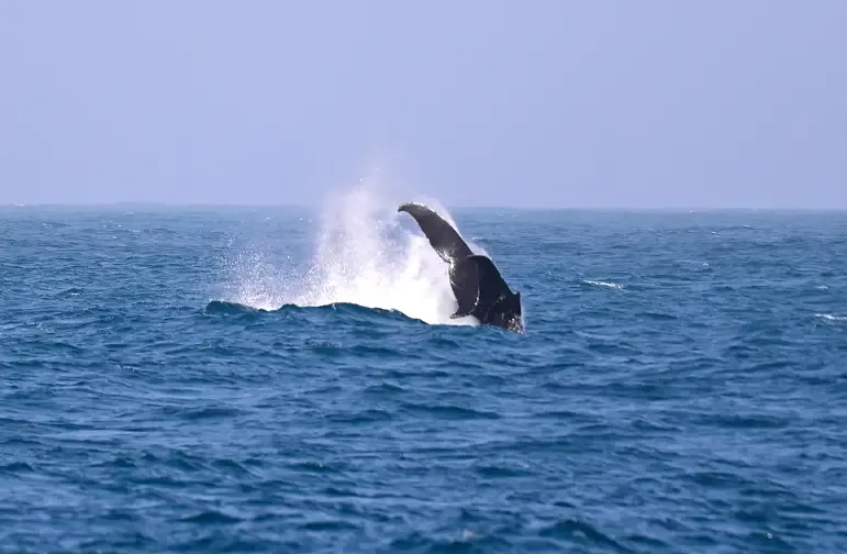 Observation des Baleines à Boa Vista 3