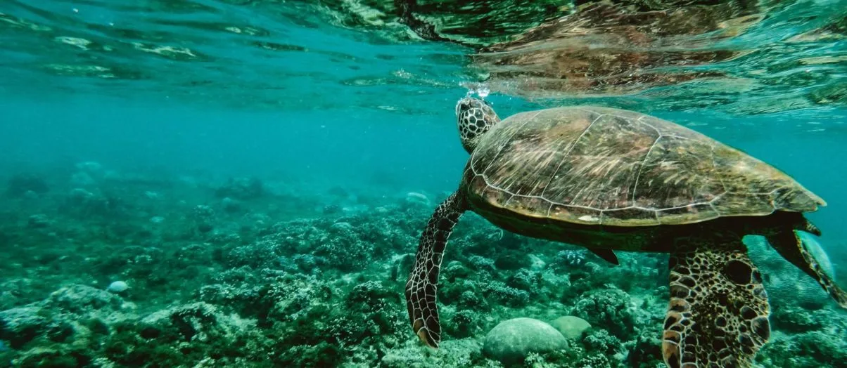 Visite couvoir tortues - SOS Tartarugas Sal 3