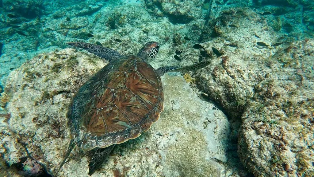Snorkeling - Atlantic Star 2