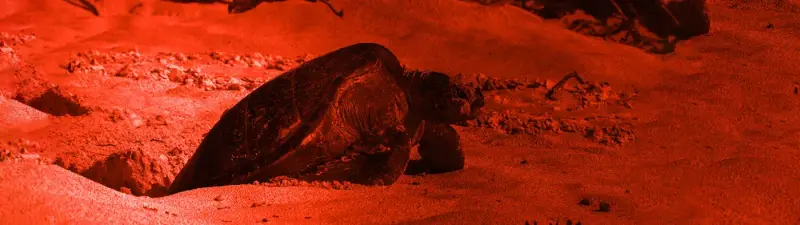 Observation des Tortues à Sal