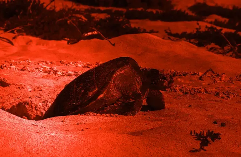 Observation des Tortues à Sal 3