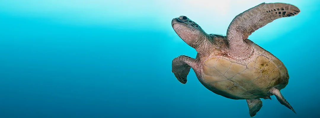Observation tortues de nuit - Turtle Foundation 2