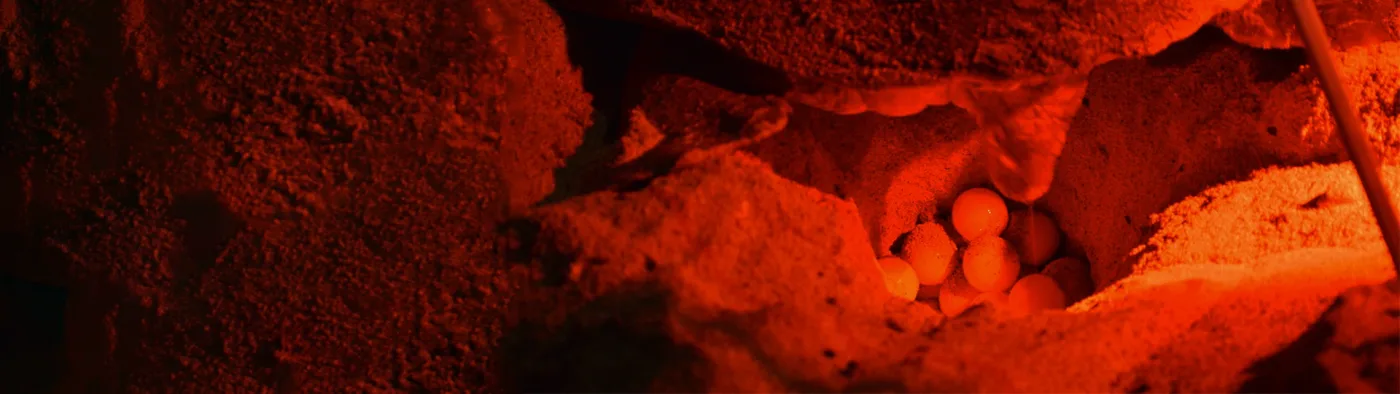 Observation Nocturne des Tortues à Boa Vista