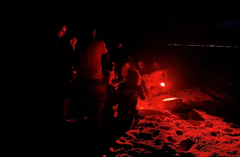 Observation Nocturne des Tortues à Boa Vista