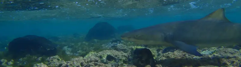 Observation des Requins Citrons à Sal