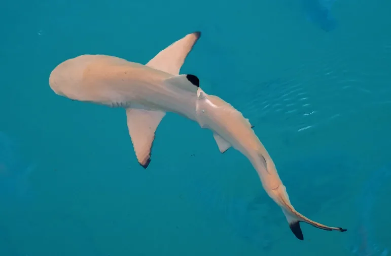 Observation des Requins Citrons à Sal 4