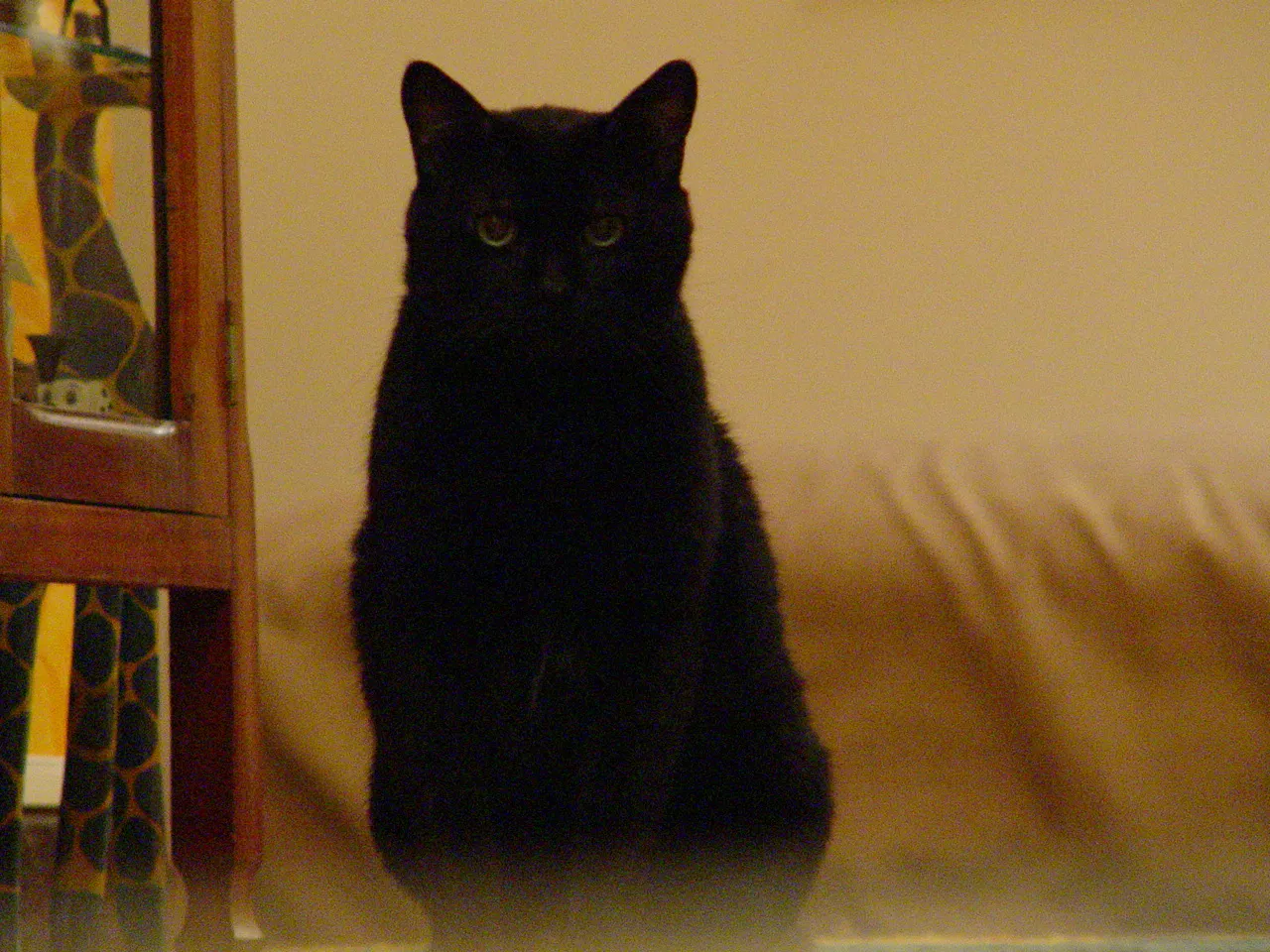 Gato Preto 3